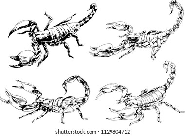 vector drawings sketches different insects bugs Scorpions spiders drawn in ink by hand , objects with no background