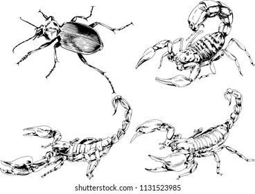 vector drawings sketches different insects bugs Scorpions spiders drawn in ink by hand , objects with no background