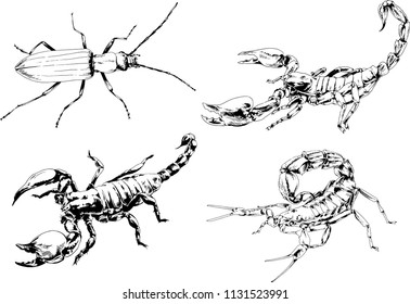 vector drawings sketches different insects bugs Scorpions spiders drawn in ink by hand , objects with no background