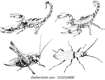 vector drawings sketches different insects bugs Scorpions spiders drawn in ink by hand , objects with no background