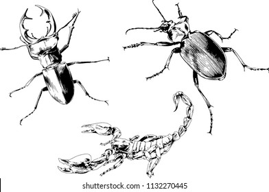 vector drawings sketches different insects bugs Scorpions spiders drawn in ink by hand , objects with no background
