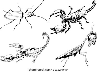 vector drawings sketches different insects bugs Scorpions spiders drawn in ink by hand , objects with no background