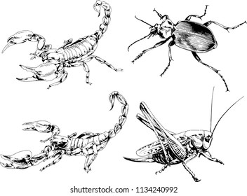 vector drawings sketches different insects bugs Scorpions spiders drawn in ink by hand , objects with no background