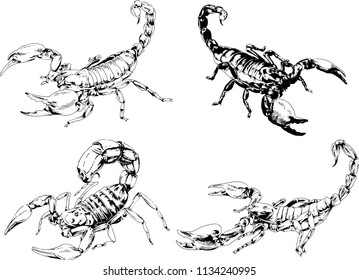 vector drawings sketches different insects bugs Scorpions spiders drawn in ink by hand , objects with no background