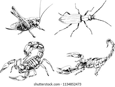 vector drawings sketches different insects bugs Scorpions spiders drawn in ink by hand , objects with no background