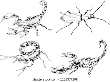 vector drawings sketches different insects bugs Scorpions spiders drawn in ink by hand , objects with no background