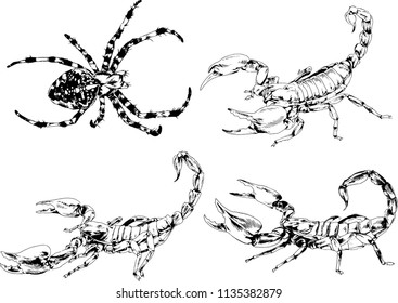 vector drawings sketches different insects bugs Scorpions spiders drawn in ink by hand , objects with no background