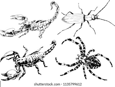 vector drawings sketches different insects bugs Scorpions spiders drawn in ink by hand , objects with no background
