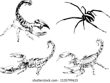 vector drawings sketches different insects bugs Scorpions spiders drawn in ink by hand , objects with no background
