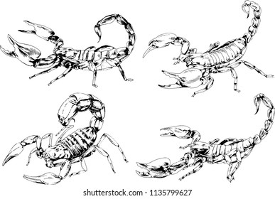 vector drawings sketches different insects bugs Scorpions spiders drawn in ink by hand , objects with no background