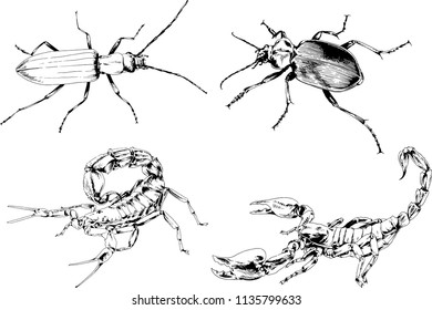 vector drawings sketches different insects bugs Scorpions spiders drawn in ink by hand , objects with no background