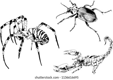 vector drawings sketches different insects bugs Scorpions spiders drawn in ink by hand , objects with no background