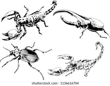 vector drawings sketches different insects bugs Scorpions spiders drawn in ink by hand , objects with no background