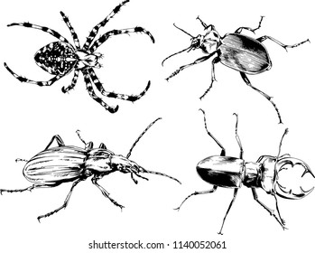 vector drawings sketches different insects bugs Scorpions spiders drawn in ink by hand , objects with no background
