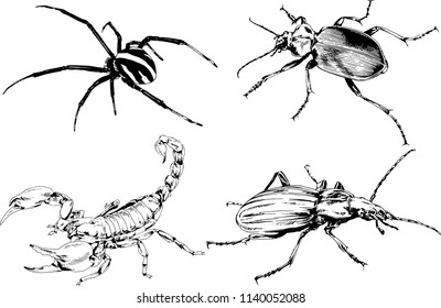 vector drawings sketches different insects bugs Scorpions spiders drawn in ink by hand , objects with no background