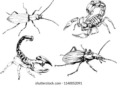 vector drawings sketches different insects bugs Scorpions spiders drawn in ink by hand , objects with no background