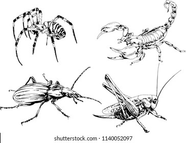 vector drawings sketches different insects bugs Scorpions spiders drawn in ink by hand , objects with no background