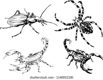 vector drawings sketches different insects bugs Scorpions spiders drawn in ink by hand , objects with no background