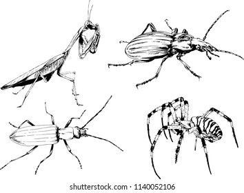 vector drawings sketches different insects bugs Scorpions spiders drawn in ink by hand , objects with no background