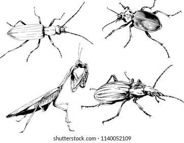 vector drawings sketches different insects bugs Scorpions spiders drawn in ink by hand , objects with no background