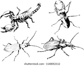 vector drawings sketches different insects bugs Scorpions spiders drawn in ink by hand , objects with no background