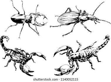 vector drawings sketches different insects bugs Scorpions spiders drawn in ink by hand , objects with no background