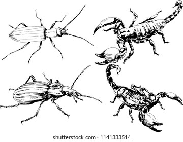vector drawings sketches different insects bugs Scorpions spiders drawn in ink by hand , objects with no background