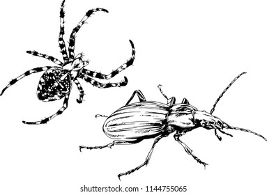 vector drawings sketches different insects bugs Scorpions spiders drawn in ink by hand , objects with no background