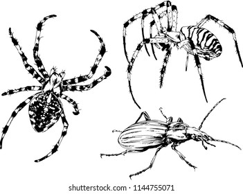 vector drawings sketches different insects bugs Scorpions spiders drawn in ink by hand , objects with no background