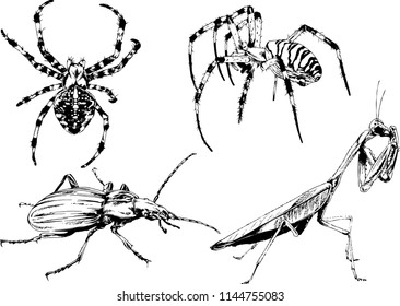 vector drawings sketches different insects bugs Scorpions spiders drawn in ink by hand , objects with no background