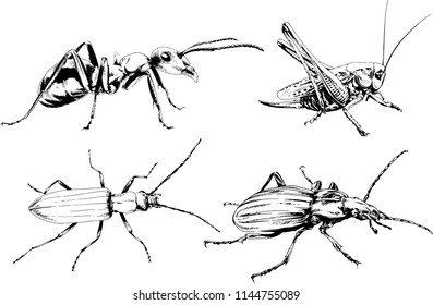 vector drawings sketches different insects bugs Scorpions spiders drawn in ink by hand , objects with no background