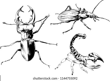 vector drawings sketches different insects bugs Scorpions spiders drawn in ink by hand , objects with no background