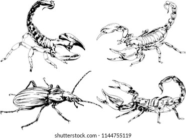 vector drawings sketches different insects bugs Scorpions spiders drawn in ink by hand , objects with no background