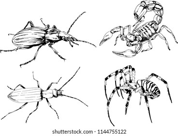 vector drawings sketches different insects bugs Scorpions spiders drawn in ink by hand , objects with no background