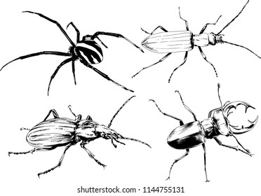 vector drawings sketches different insects bugs Scorpions spiders drawn in ink by hand , objects with no background