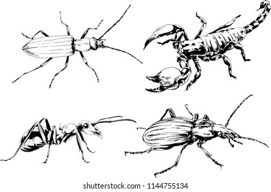 vector drawings sketches different insects bugs Scorpions spiders drawn in ink by hand , objects with no background