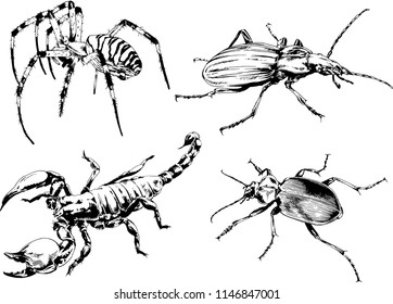 vector drawings sketches different insects bugs Scorpions spiders drawn in ink by hand , objects with no background