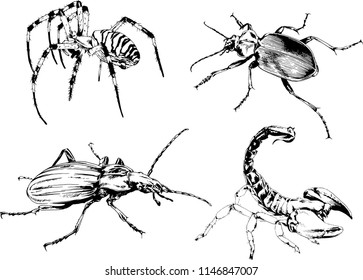 vector drawings sketches different insects bugs Scorpions spiders drawn in ink by hand , objects with no background