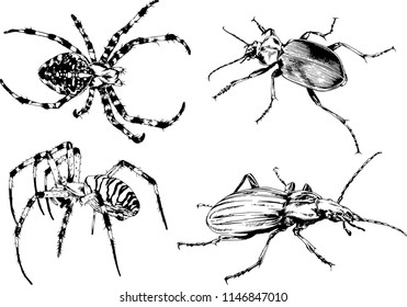 vector drawings sketches different insects bugs Scorpions spiders drawn in ink by hand , objects with no background