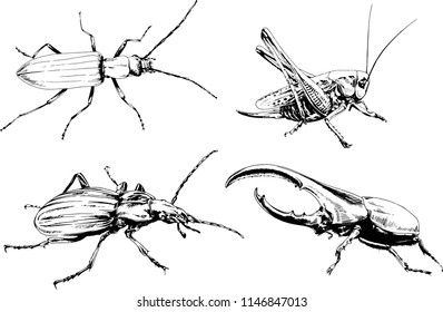 vector drawings sketches different insects bugs Scorpions spiders drawn in ink by hand , objects with no background