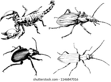 vector drawings sketches different insects bugs Scorpions spiders drawn in ink by hand , objects with no background