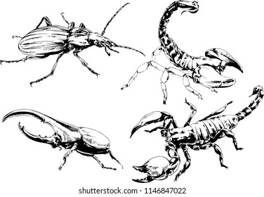 vector drawings sketches different insects bugs Scorpions spiders drawn in ink by hand , objects with no background