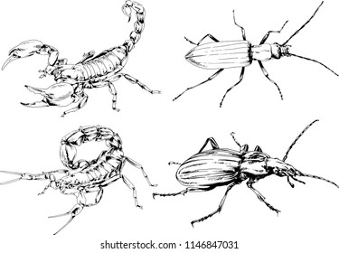 vector drawings sketches different insects bugs Scorpions spiders drawn in ink by hand , objects with no background