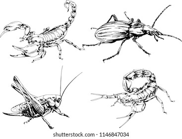 vector drawings sketches different insects bugs Scorpions spiders drawn in ink by hand , objects with no background