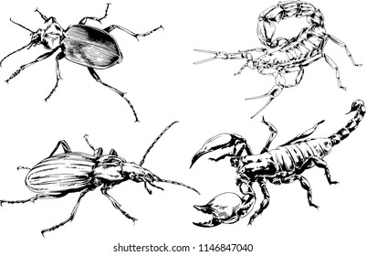 vector drawings sketches different insects bugs Scorpions spiders drawn in ink by hand , objects with no background