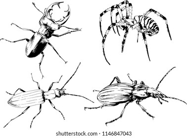 vector drawings sketches different insects bugs Scorpions spiders drawn in ink by hand , objects with no background