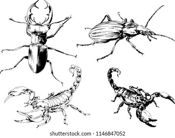 vector drawings sketches different insects bugs Scorpions spiders drawn in ink by hand , objects with no background