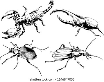 vector drawings sketches different insects bugs Scorpions spiders drawn in ink by hand , objects with no background