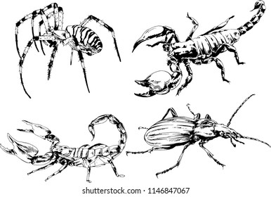 vector drawings sketches different insects bugs Scorpions spiders drawn in ink by hand , objects with no background