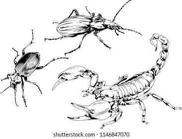 vector drawings sketches different insects bugs Scorpions spiders drawn in ink by hand , objects with no background